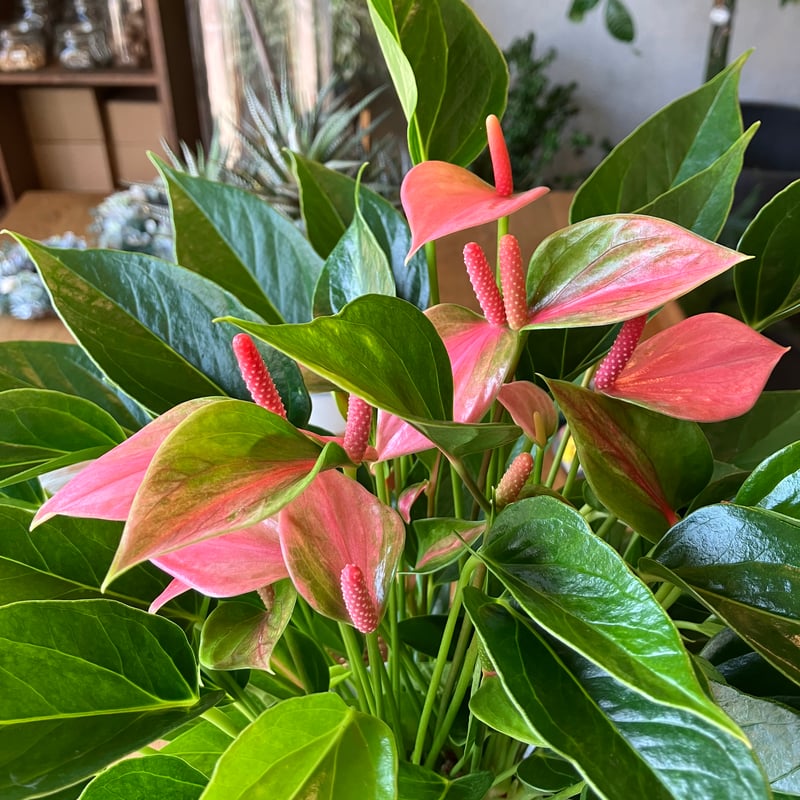 アンスリウム”アンドレアナム” | aila - LIVING WITH GARDEN - 観