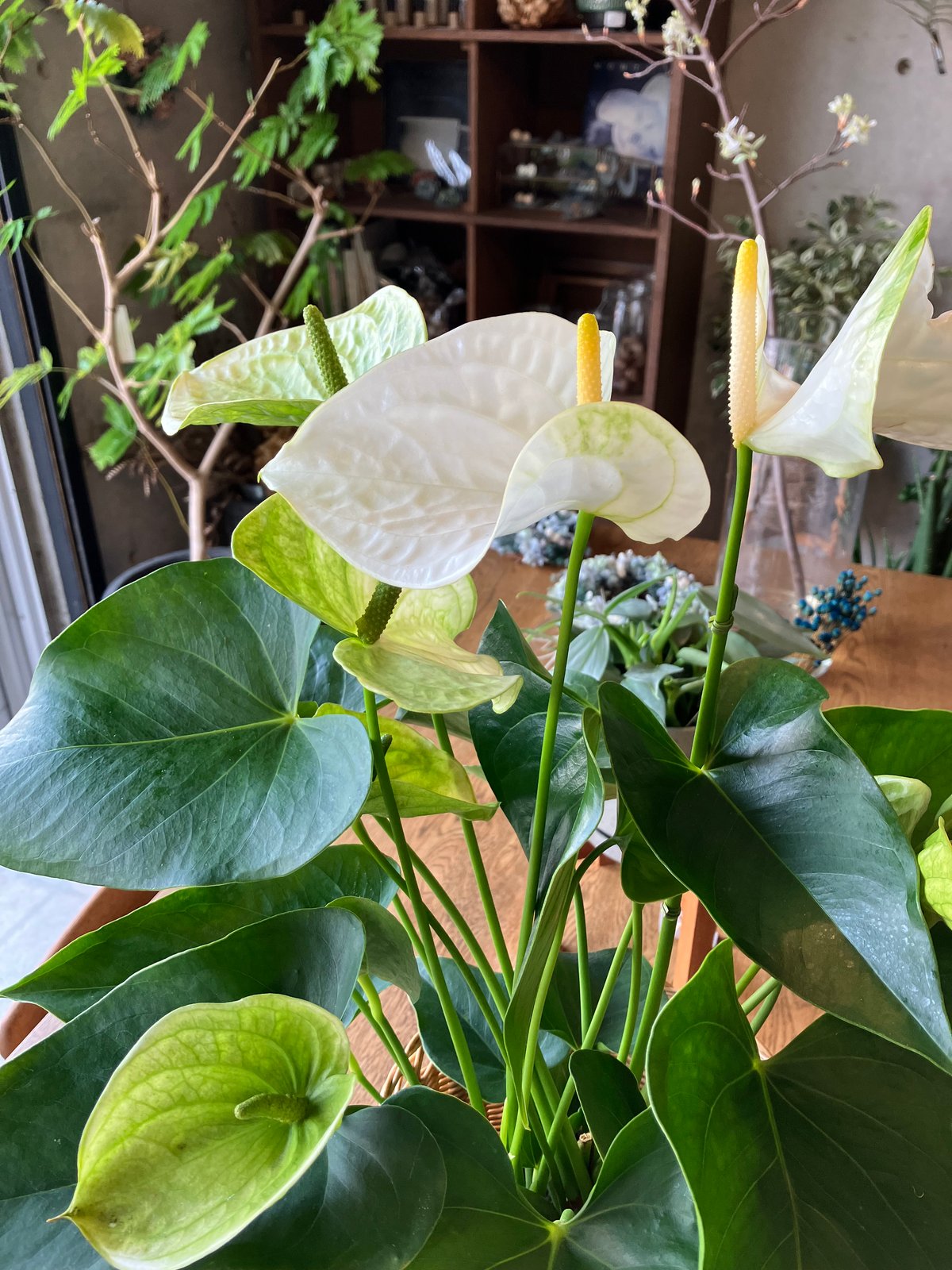 151 Zamora Queen ザモラクイーン　アンスリウムAnthurium 151 Zamora Queen ザモラクイーン アンスリウムAnthurium 希少