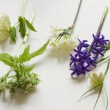 aila - LIVING WITH GARDEN - 観葉植物と雑貨のオンラインストア