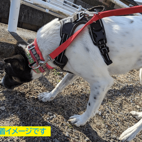 【オプション】Wナスカンリード・ストレートタイプに変更