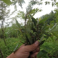 生マーガオ 馬告（台湾原住民のレアスパイス／森林農法）100g