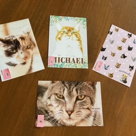 保護ねこカフェ もりねこ