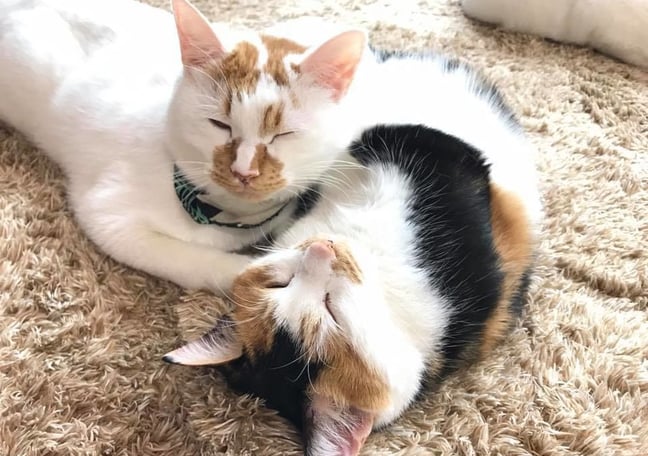 保護ねこカフェ もりねこ