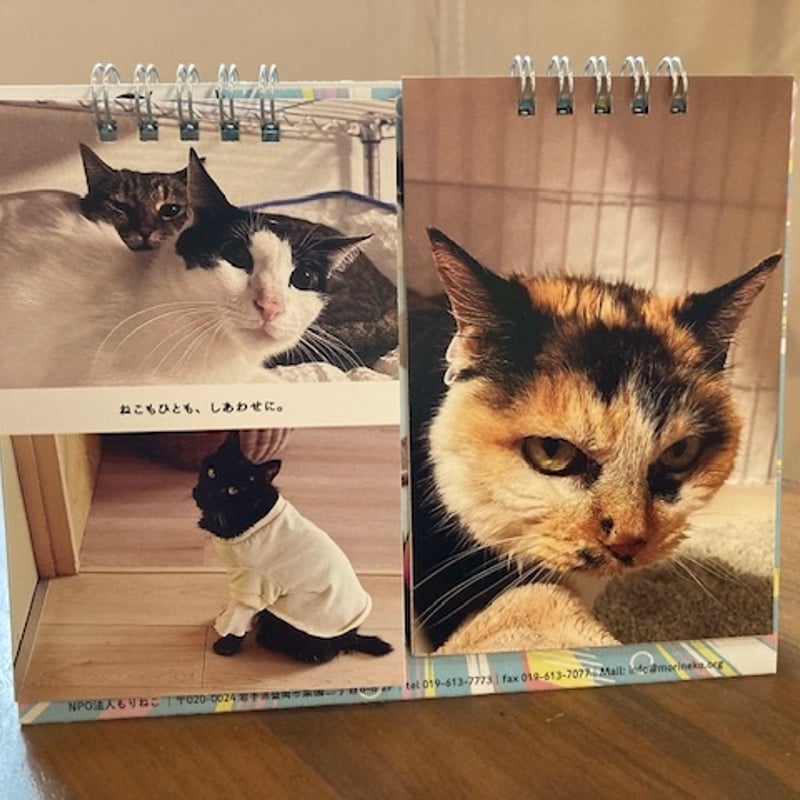 猫 デッキを強化しよう：満面の神猫 ｜ Z/X - Zillions of enemy X