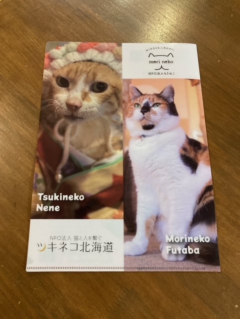 もりねこ10周年記念！ ツキネコ×もりねこ 美ねこ変顔対決クリア