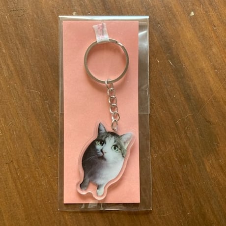 保護ねこカフェ もりねこ