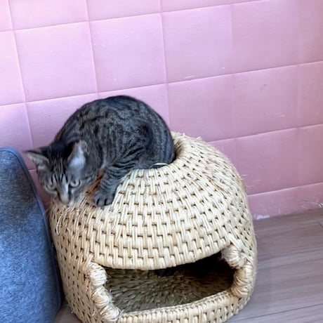 チャリティー！荒木田農園様のねこつぐら　穴あきタイプ 2026