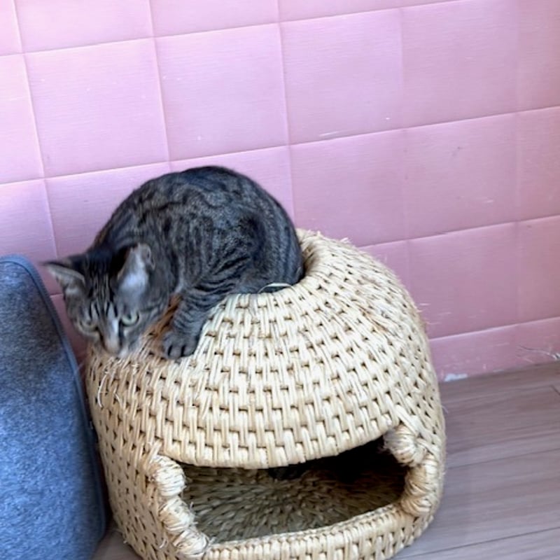 チャリティー！荒木田農園様のねこつぐら 穴あきタイプ 2026 | 保護