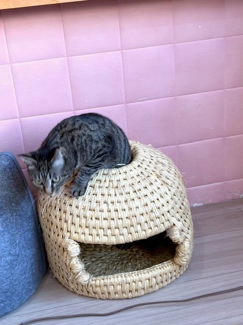 チャリティー！荒木田農園様のねこつぐら 穴あきタイプ 2026 | 保護