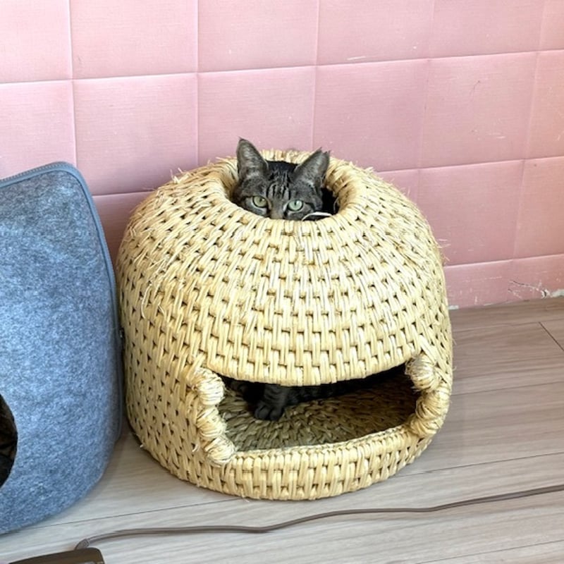 チャリティー！荒木田農園様のねこつぐら 穴あきタイプ 2026 | 保護
