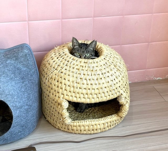チャリティー！荒木田農園様のねこつぐら 穴あきタイプ 2026 | NPO法人