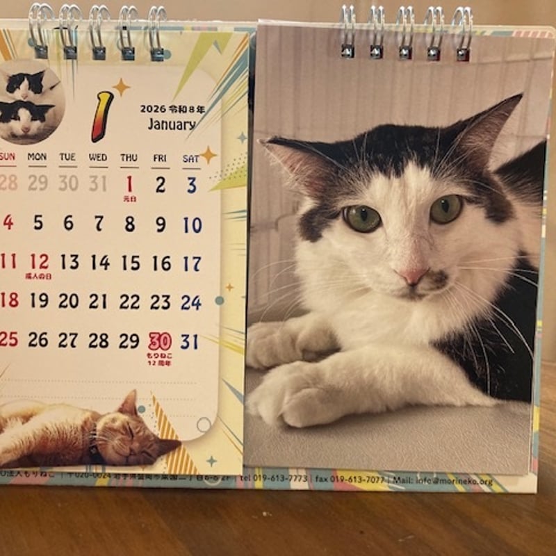 もりねこ MeoW！出たぞ！2026年もりねこカレンダー 卓上タイプ | 保護ねこカフェ
