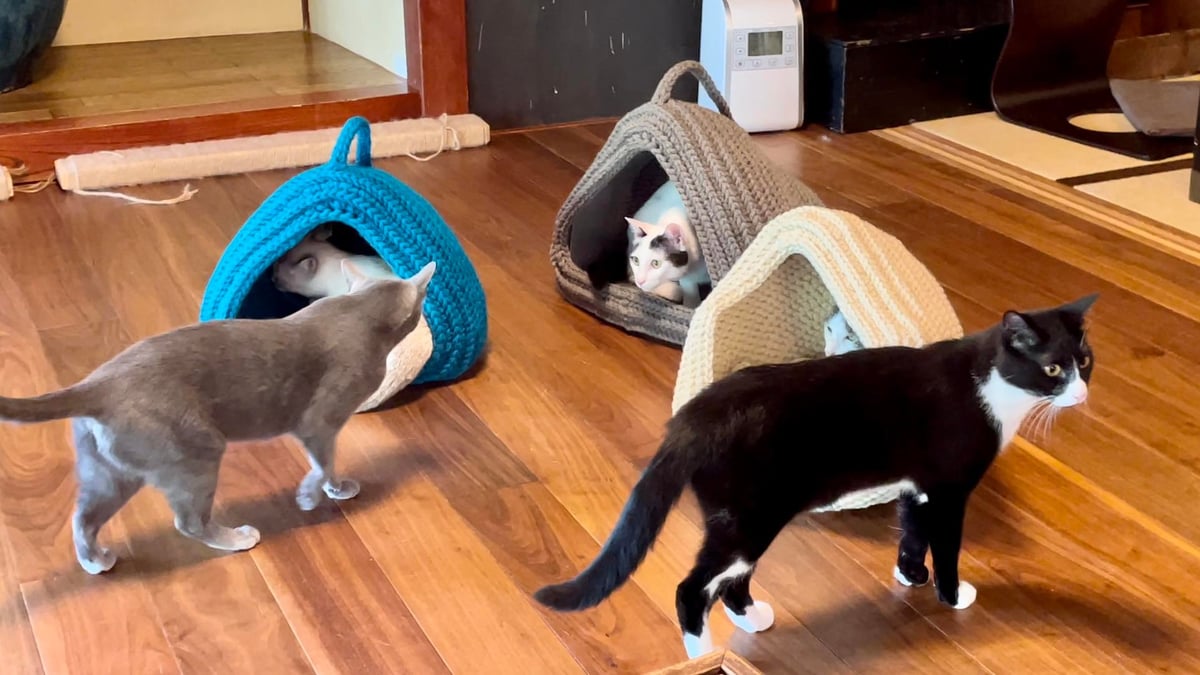 キャットハウス」ワークショップのお知らせ：東京・金沢 | しずく堂 Store