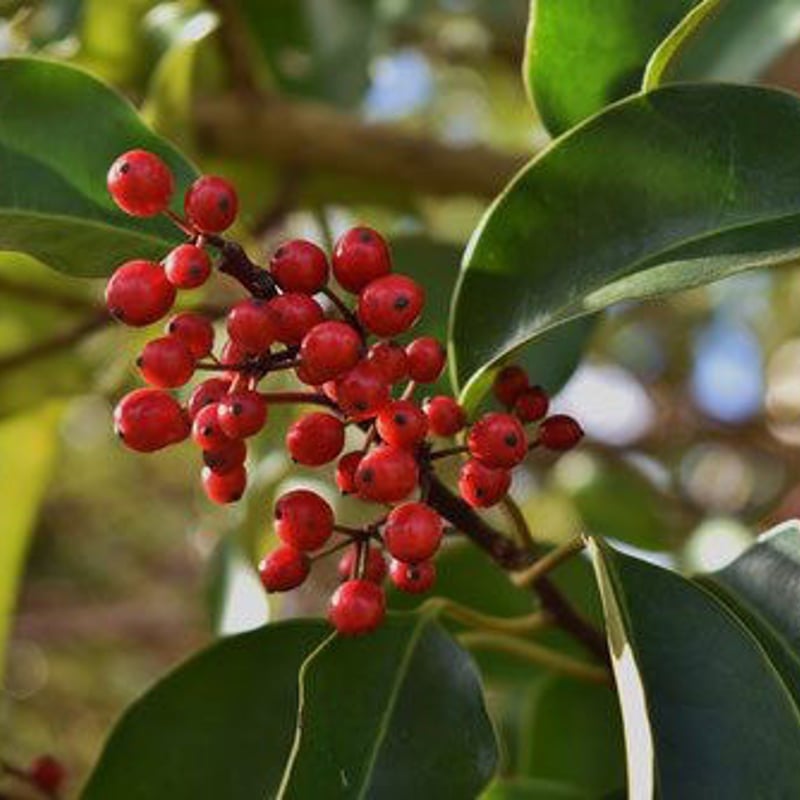 モチモチぽんた　日本鹿の夏毛 モチモチぽんた様専用 日本鹿の夏毛