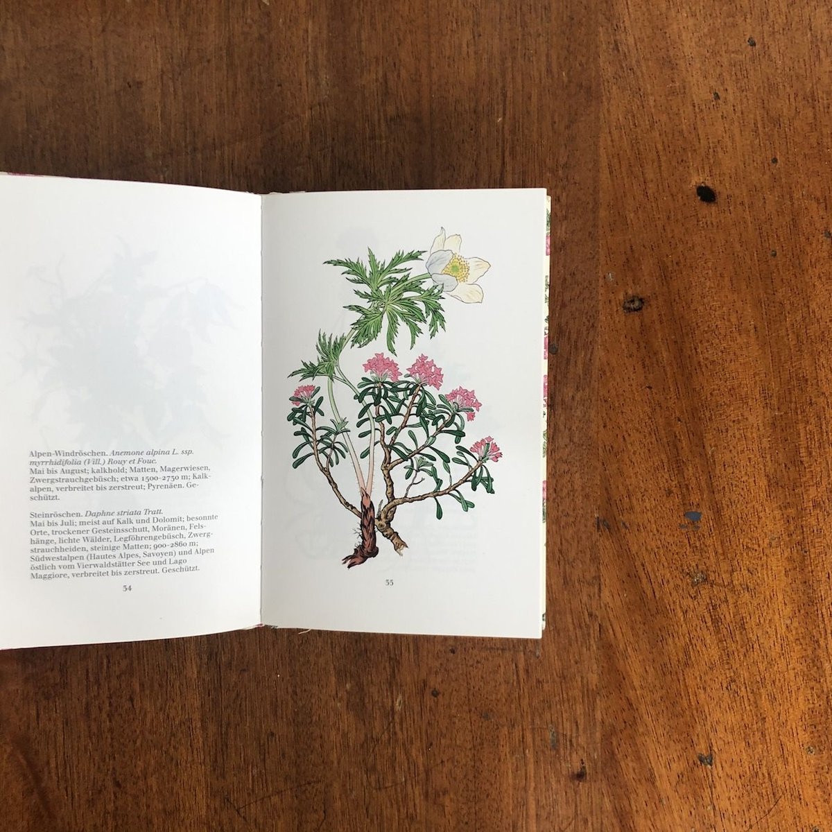 Alpenblumen im Fruhling（インゼル文庫 No.1142）」Josef