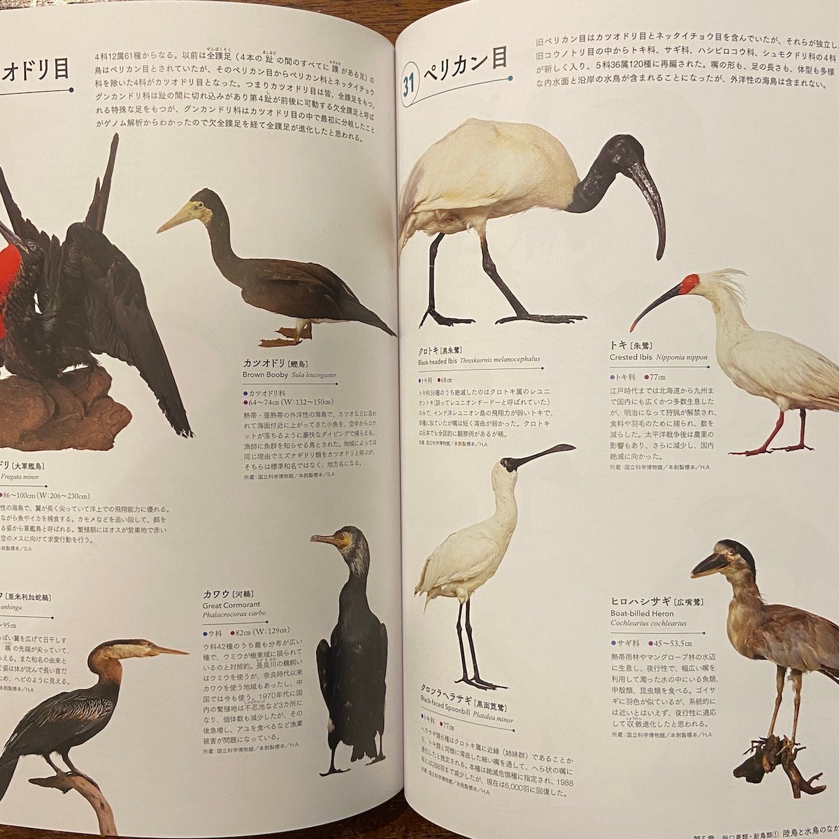特別展鳥 ゲノム解析が解き明かす新しい鳥類の系統 図録」 | Frobergue