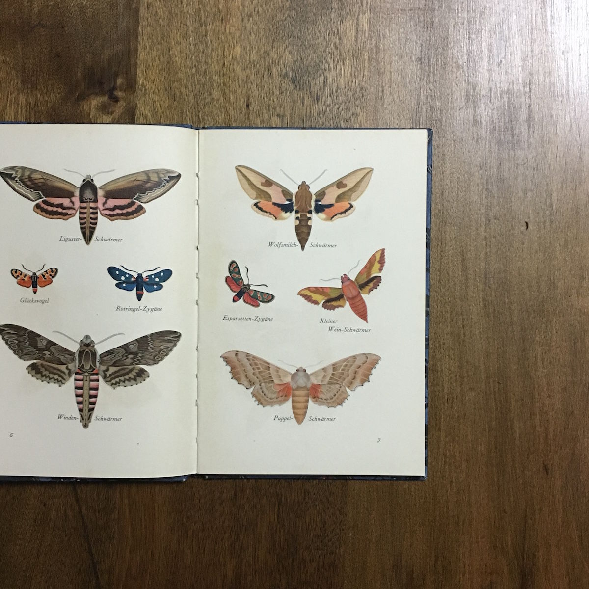 インゼル文庫 蛾の書籍 インゼル文庫 No.226 蛾の小さな本 Das kleine Buch der Nachtfalter