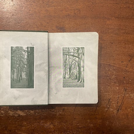 「WAYSIDE & WOODLAND TREES（1910年頃）」Edward Step