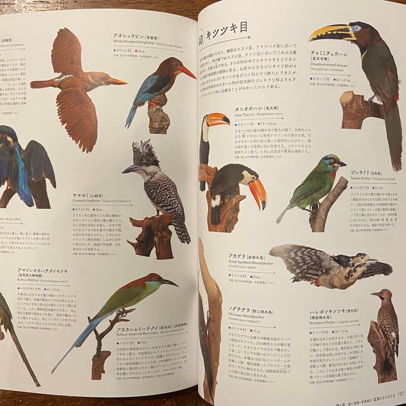 特別展鳥 ゲノム解析が解き明かす新しい鳥類の系統 図録」 | Frobergue