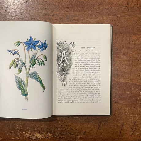「FAMILIAR WILD FLOWERS 1（1900年頃）」F. Edward Hulme