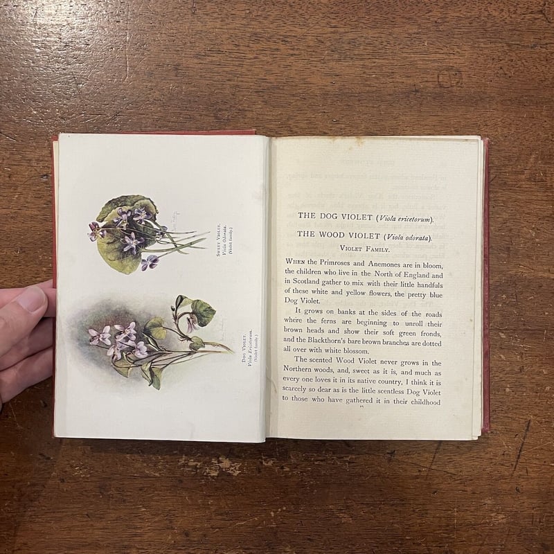 A FIRST BOOK OF WILD FLOWERS（1916年版）」M・M・Ranki