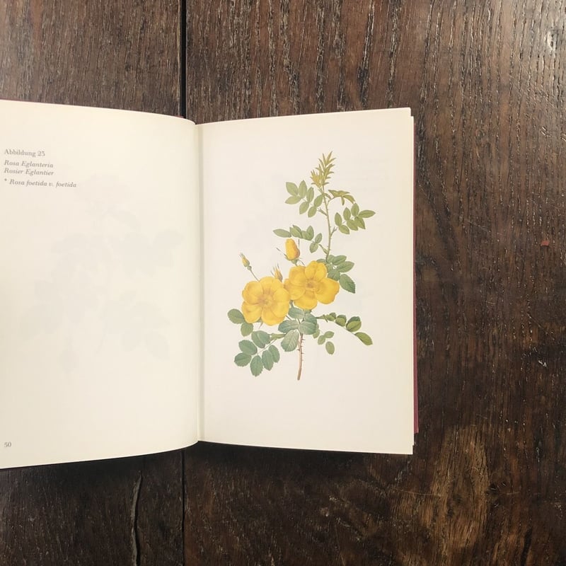 Die Rosen 176 Farbtafeln Nach der Ausgabe von