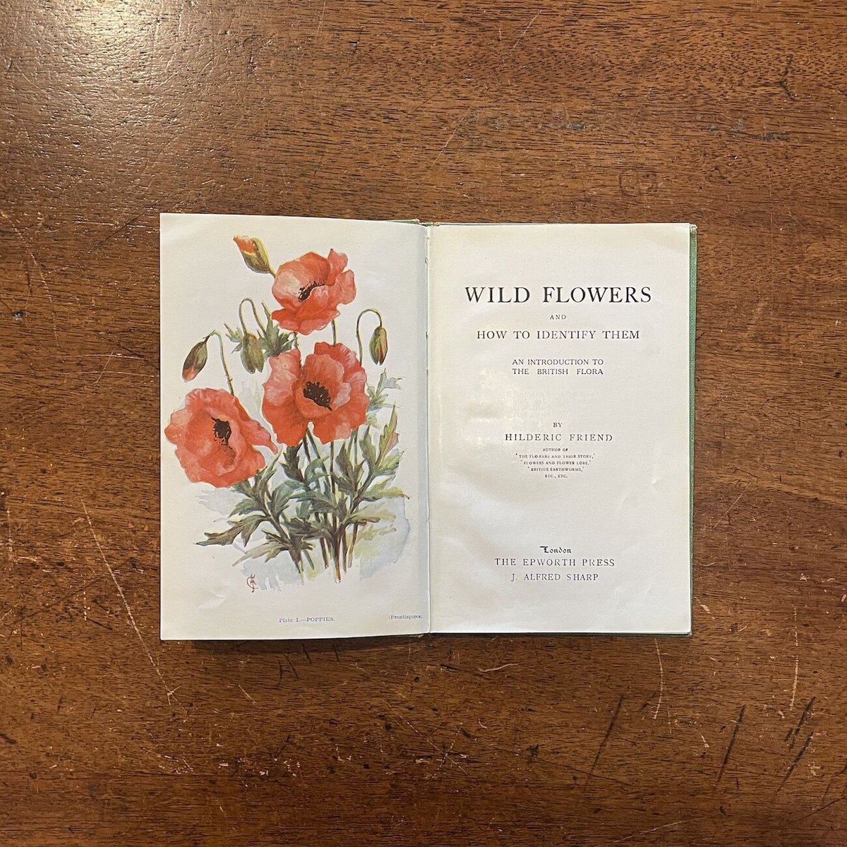 WILD FLOWERS AND HOW TO IDENTIFY THEM（1930年）」H