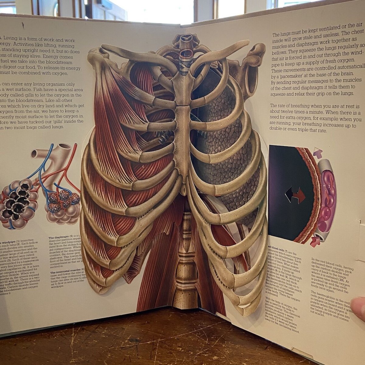 ヴィンテージ飛び出す絵本　人間の体　The Human Body THE HUMAN BODY」Jonathan Miller David Pelham Ha