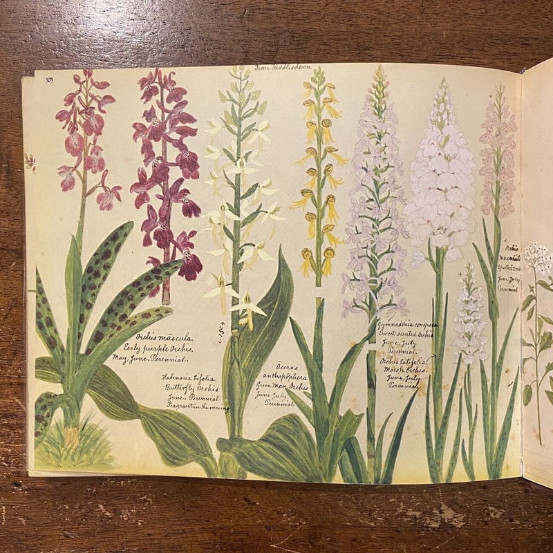 お値下げ☆洋書古書 A Victorian Flower Album 植物画 お値下げ☆洋書古書 A Victorian Flower Album 植物画の通販 by