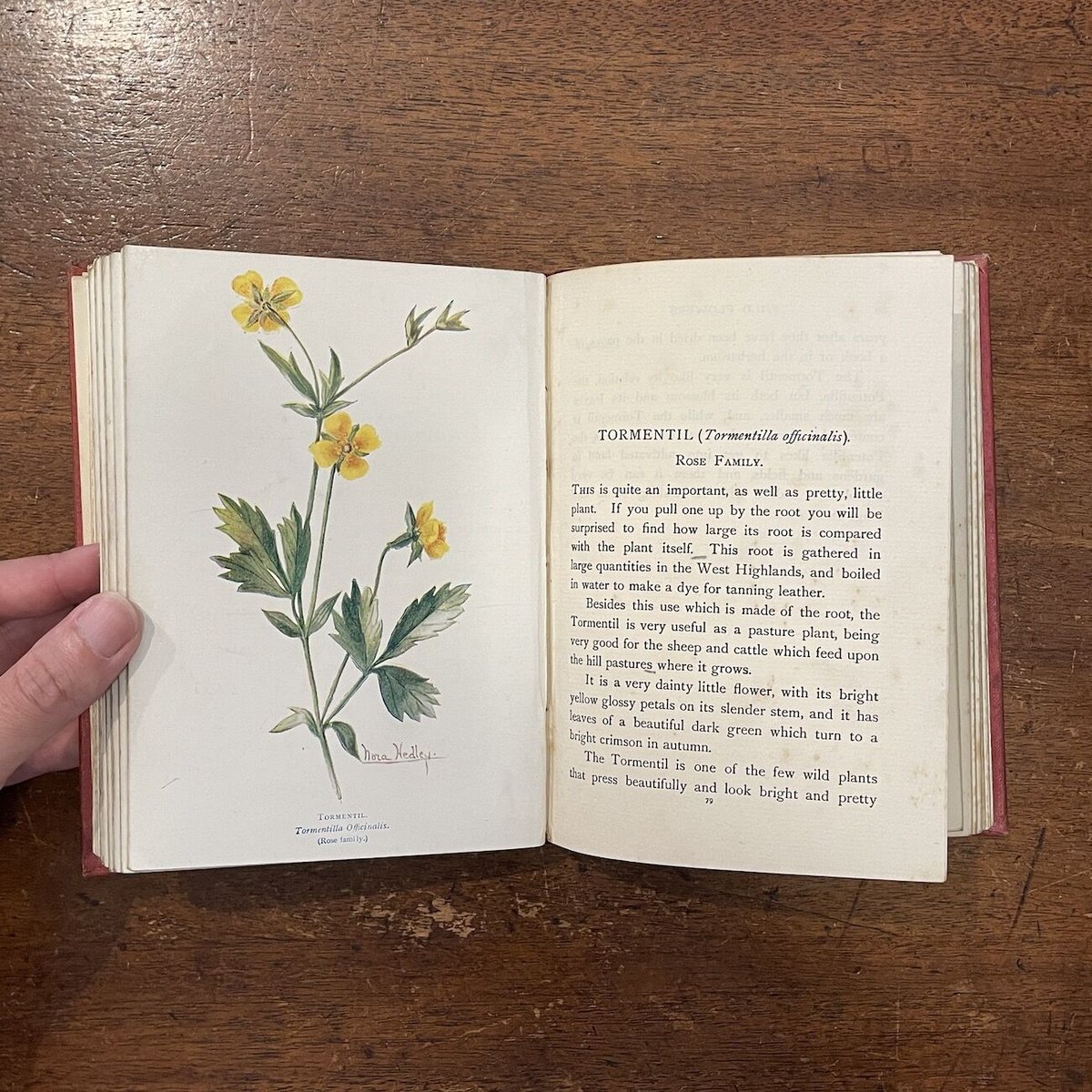 A FIRST BOOK OF WILD FLOWERS（1916年版）」M・M・Ranki