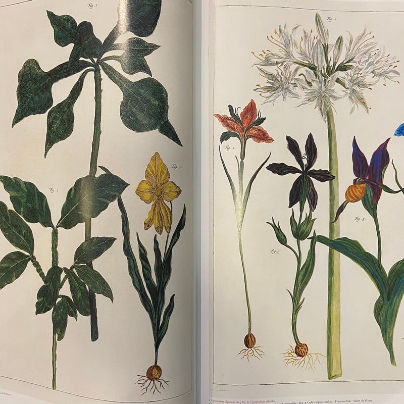 Cabinet of Natural Curiosities：The Complete Pl