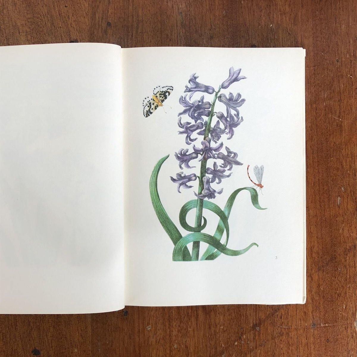 NEUES BLUMENBUCH」Maria Sibylla Merian | Frober