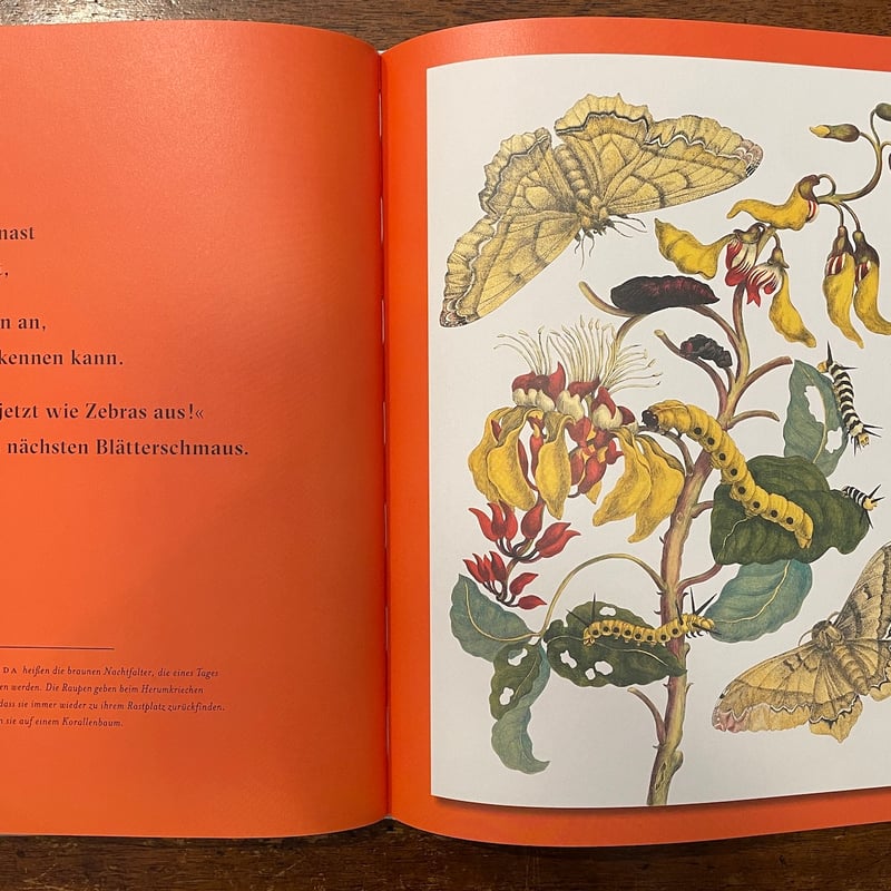 ZWEI WILDE RAUPEN：Maria Sibylla Merian」Vera Sc