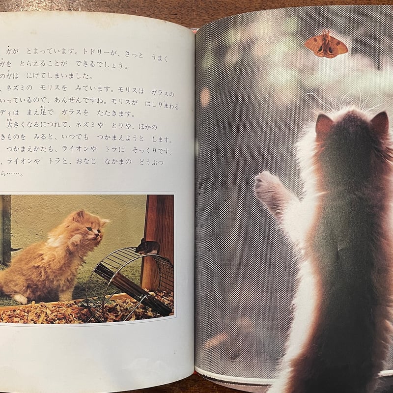 こねこの60にち」Linda McCarter Bridge 増井光子 | Frobergu