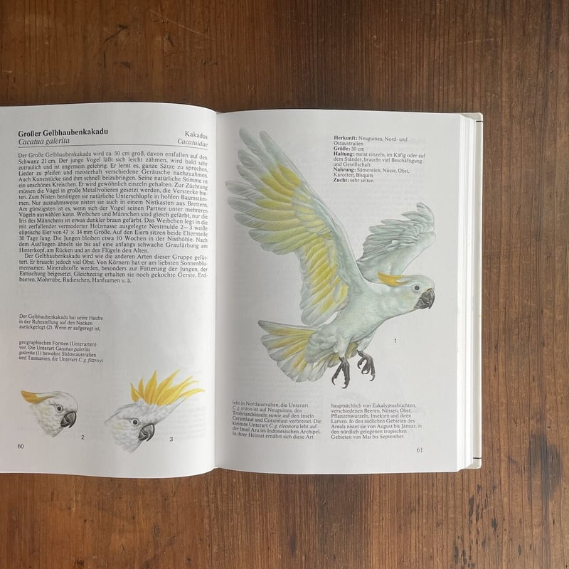 A・ヤウレンスキー、BLUMEN、海外版超希少レゾネ、新品額付 定番品】Lisa Larson Fox Medium｜陶芸・ガラス作品｜IDEE SHOP