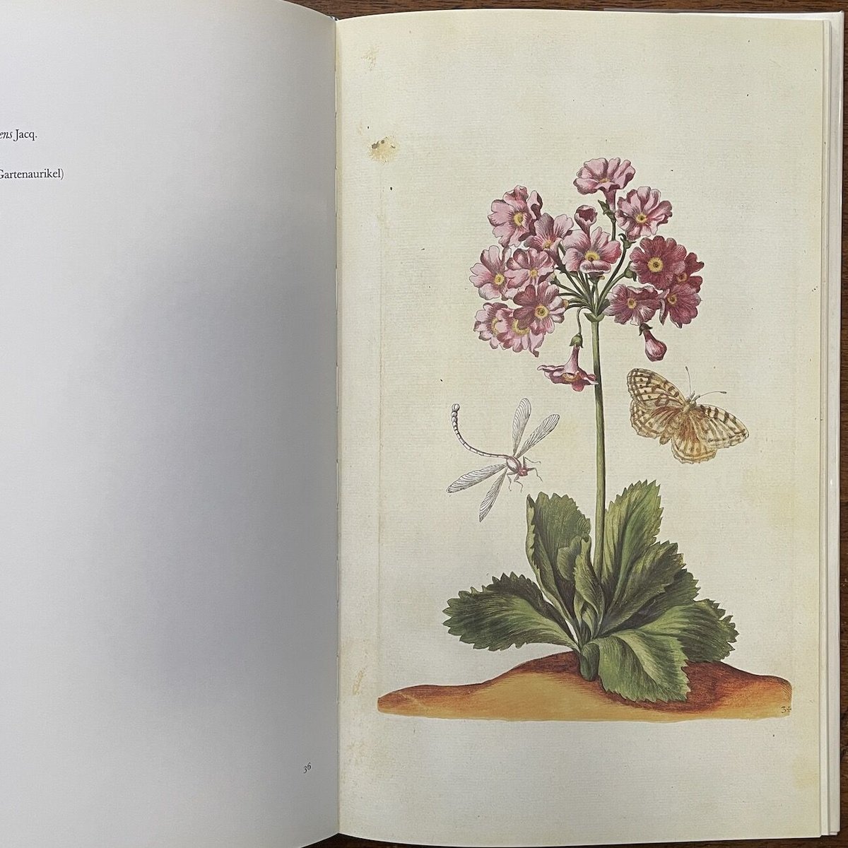 NEUES BLUMENBUCH」Maria Sibylla Merian | Frober
