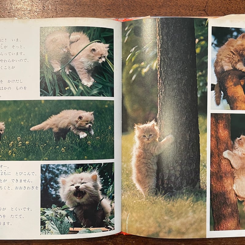 こねこの60にち」Linda McCarter Bridge 増井光子 | Frobergu