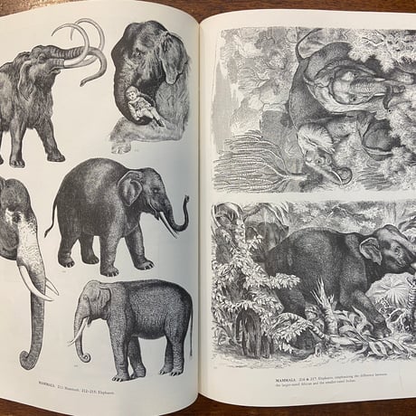 「ANIMALS：1419 Copyright-Free Illustrations」Jim Harter