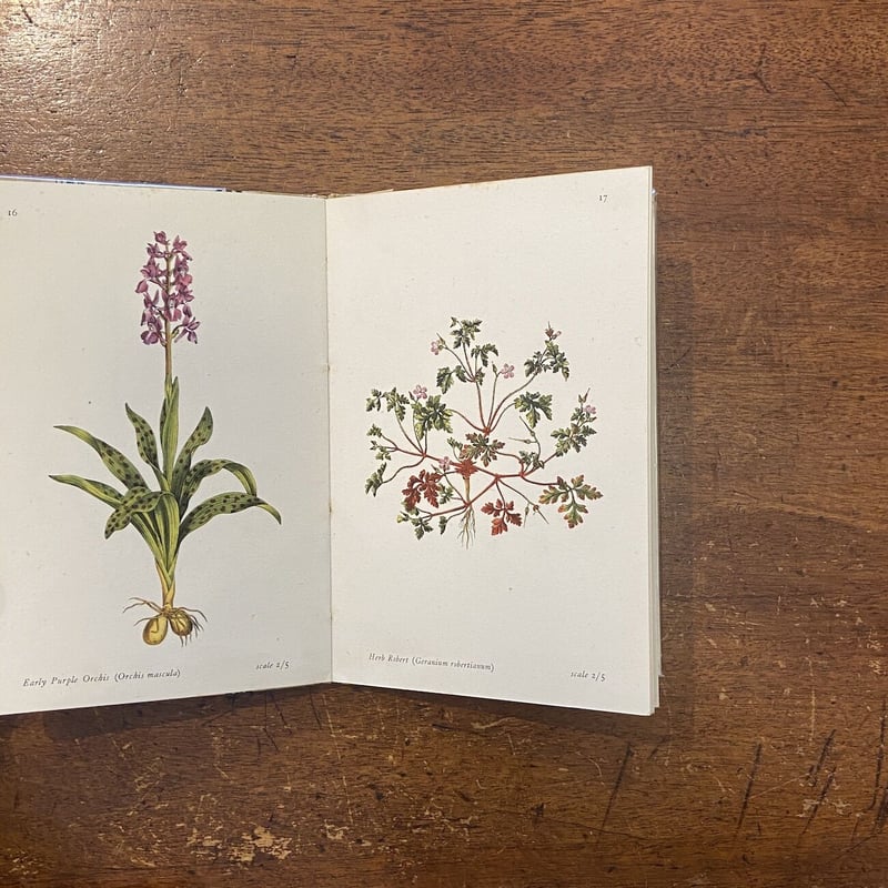 FLOWERS OF THE WOOD（1946年）」E. J. Salisbury | F