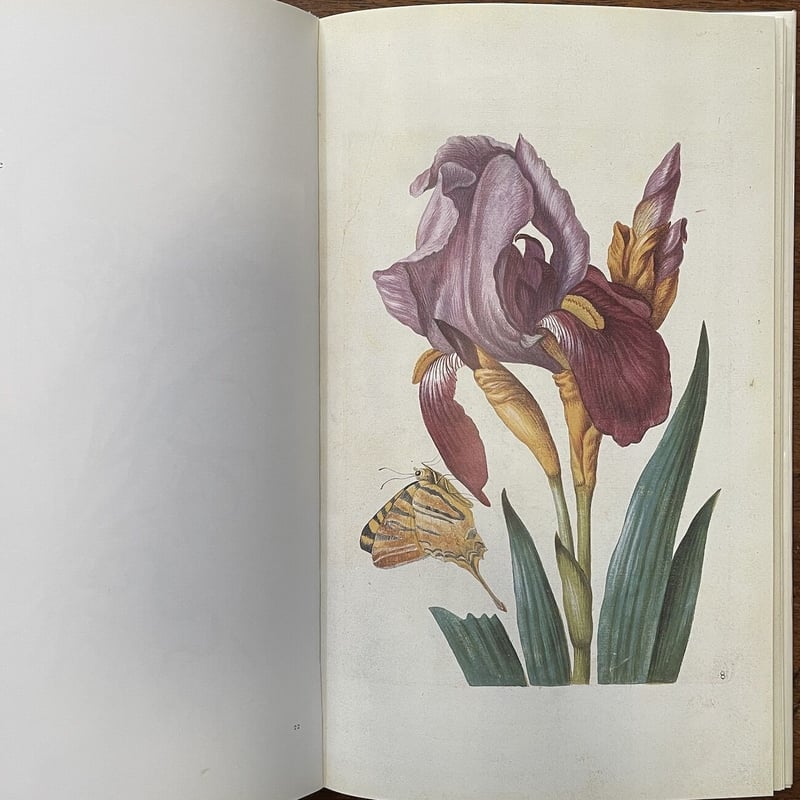 NEUES BLUMENBUCH」Maria Sibylla Merian | Frober
