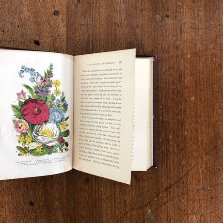 「ENGLISH WILD FLOWERS」J. T. Burgess