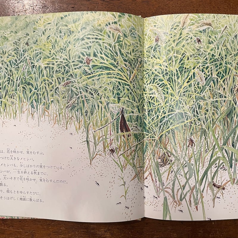 ざっそう / 甲斐信枝 / 福音館書店 M3 ざっそう | 甲斐 信枝,甲斐 信枝 | 絵本ナビ：レビュー・通販