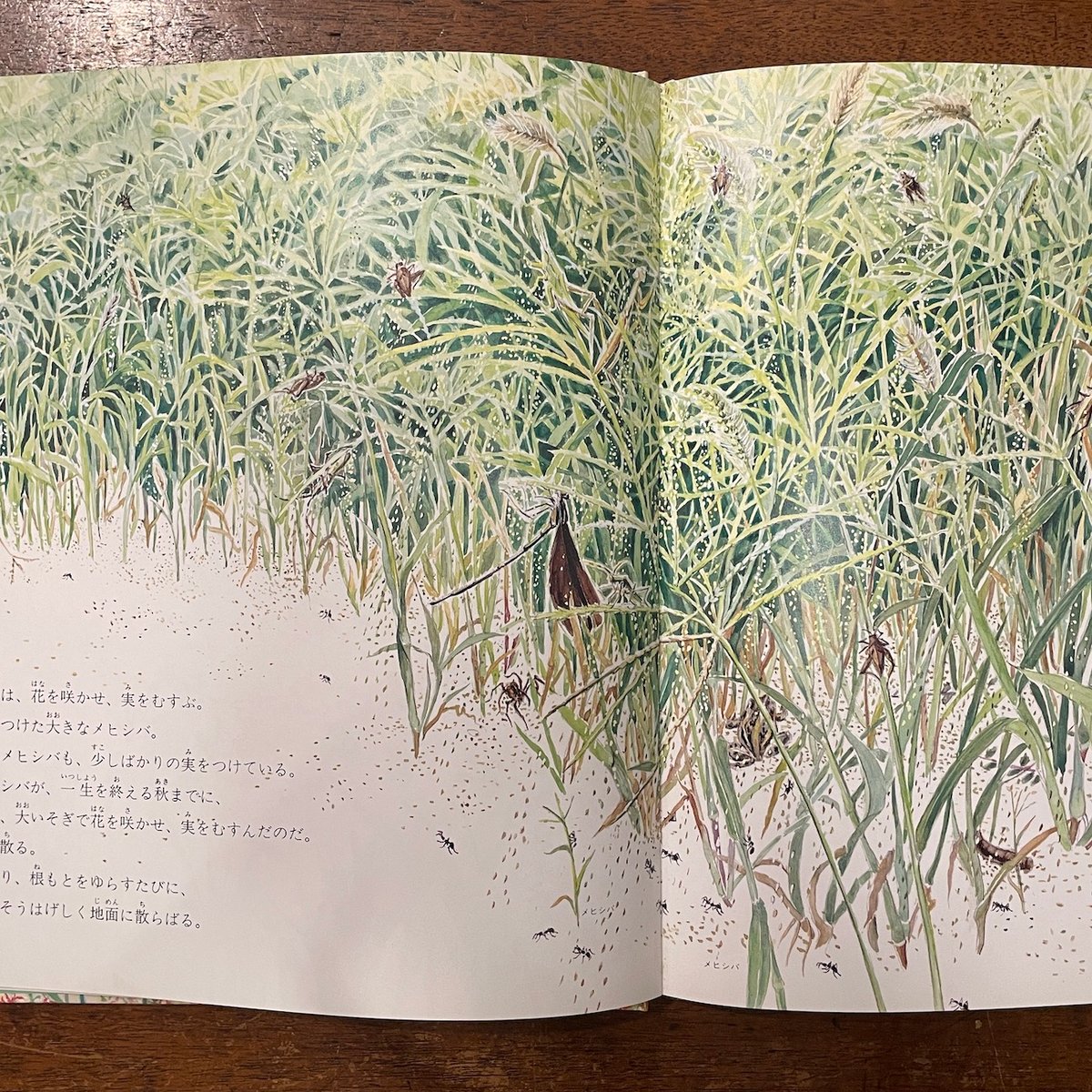 ざっそう / 甲斐信枝 / 福音館書店 M3 Amazon.co.jp: ざっそう (かがくのとも絵本) : 甲斐 信枝, 甲斐