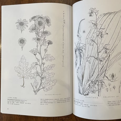 「牧野富太郎植物画集」