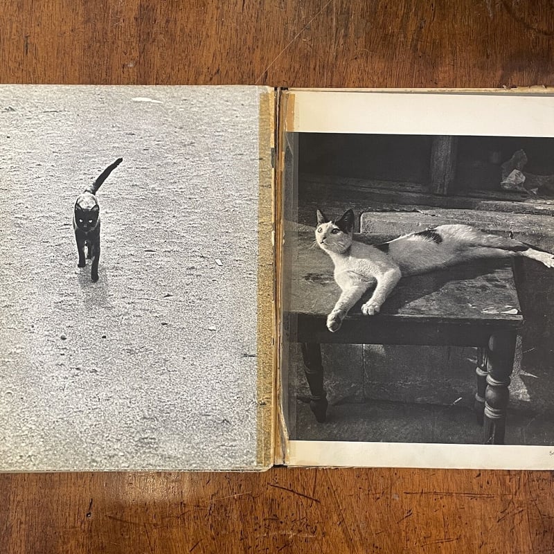 CATS HANNS REICH フォトグラファーによる猫の写真を集めた作品集 CATS HANNS REICH フォトグラファーによる猫の写真を集めた作品集