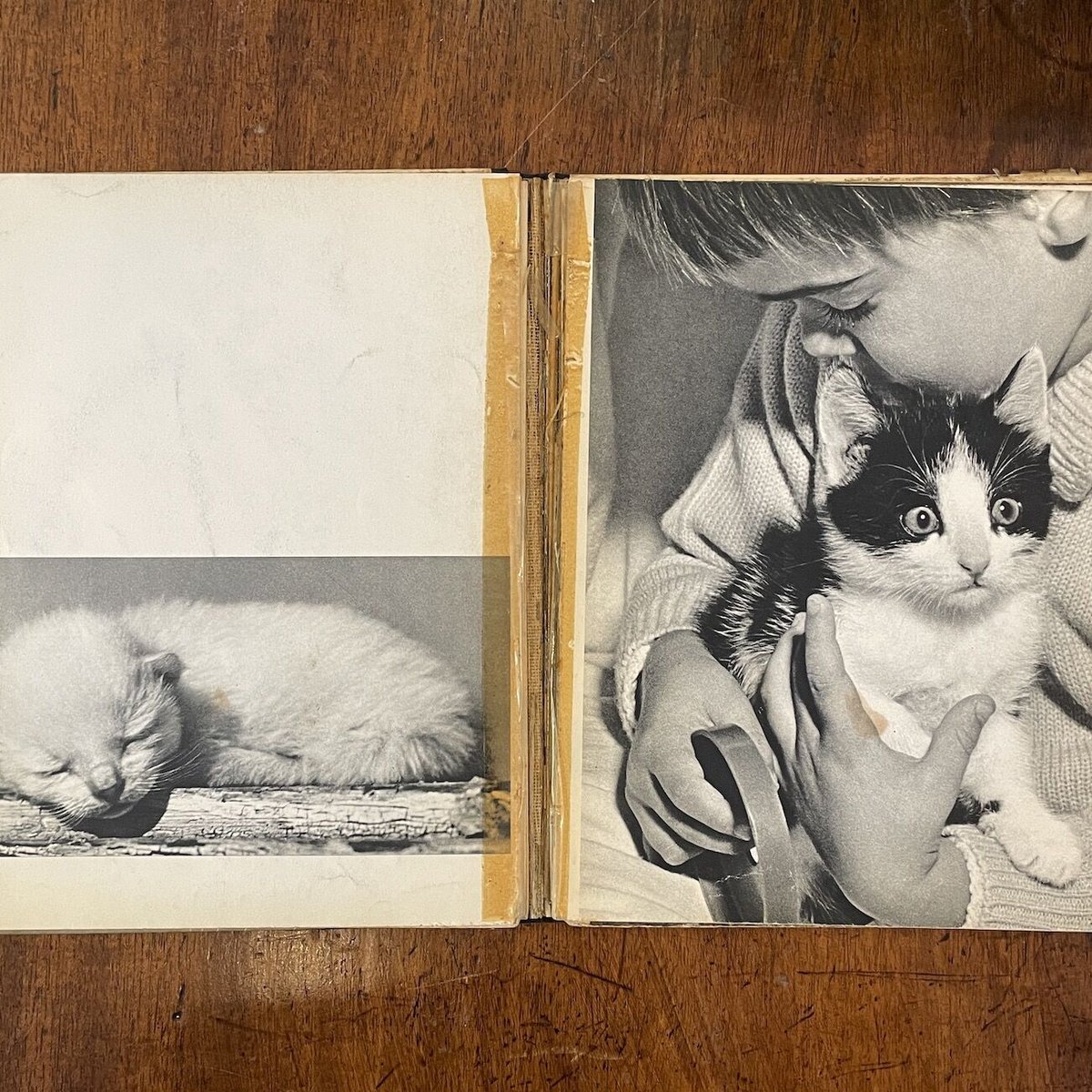 CATS HANNS REICH フォトグラファーによる猫の写真を集めた作品集 CATS HANNS REICH フォトグラファーによる猫の写真を集めた作品