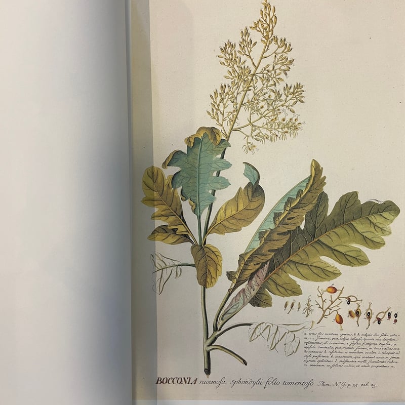 C.J.トレウ植物精選百種図譜