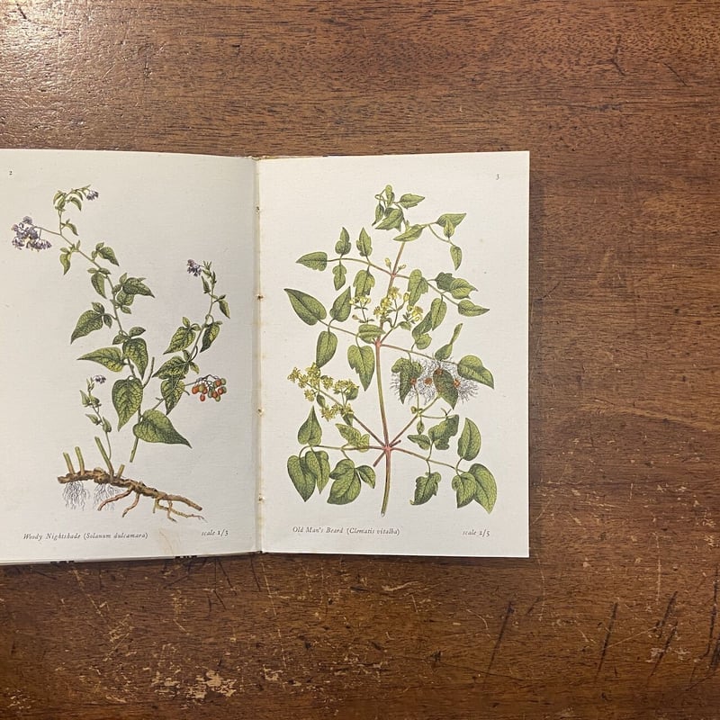 FLOWERS OF THE WOOD（1946年）」E. J. Salisbury | F