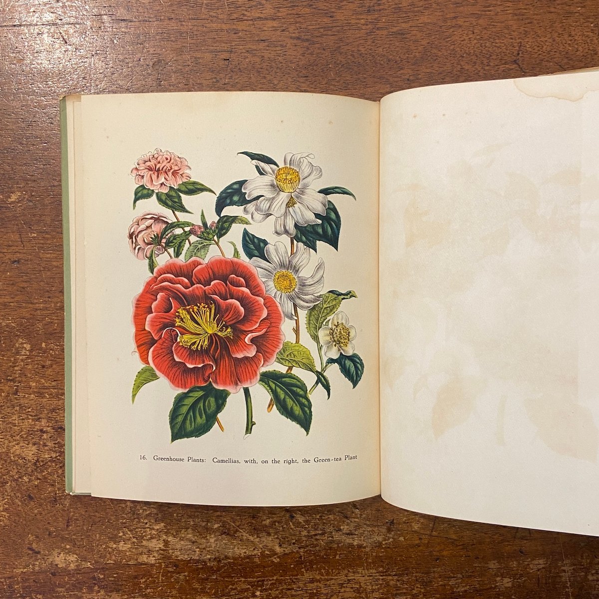 Garden Flowers（1948年）」Jane Loudon Robert Gatho