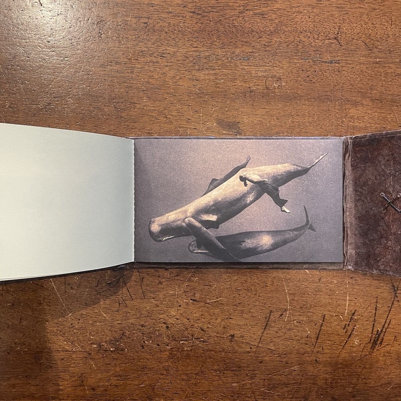 Ashes and Snow: A Novel in Letters 初版発行 Ashes and snow：book No.1」Gregory Colbert | Fro